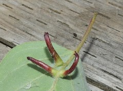 Craneiobia tuba
