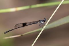 Nososticta kalumburu