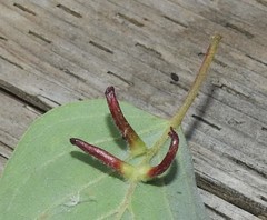 Craneiobia tuba