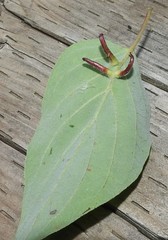 Craneiobia tuba