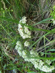 Cicuta virosa