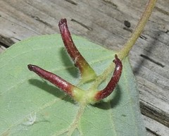 Craneiobia tuba