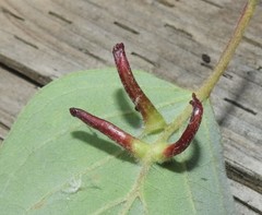Craneiobia tuba
