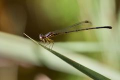 Nososticta kalumburu