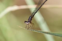 Nososticta kalumburu