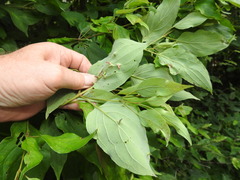 Craneiobia tuba