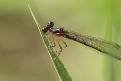 Nososticta kalumburu