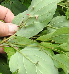 Craneiobia tuba