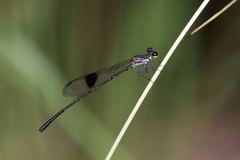 Nososticta kalumburu