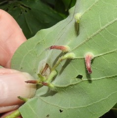 Craneiobia tuba