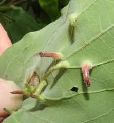 Craneiobia tuba