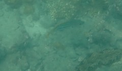 Lutjanus carponotatus