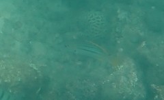 Lutjanus carponotatus