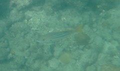 Lutjanus carponotatus