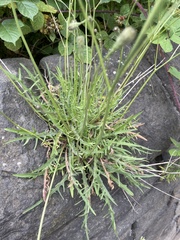 Scorzoneroides autumnalis