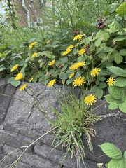 Scorzoneroides autumnalis