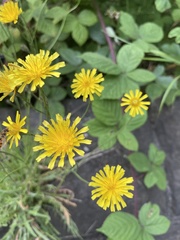 Scorzoneroides autumnalis