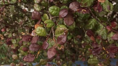 Austropuccinia psidii image