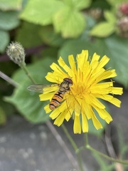 Episyrphus balteatus