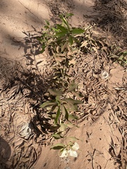 Coelospermum decipiens