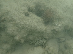 Epinephelus merra
