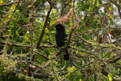 Laniarius funebris