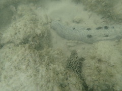 Epinephelus merra