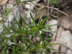 Galium lucidum
