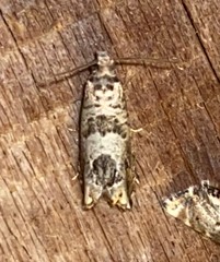 Pseudexentera spoliana