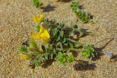 Crotalaria similis