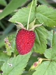 Rubus probus