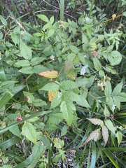 Rubus probus