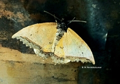 Pterocyclophora