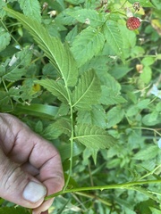 Rubus probus