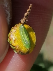 Apoda limacodes