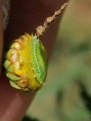 Apoda limacodes