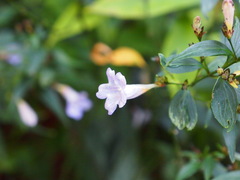 Strobilanthes anisophyllus