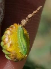 Apoda limacodes