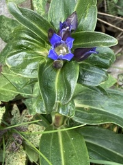 Gentiana cruciata cruciata