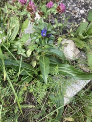 Gentiana cruciata cruciata