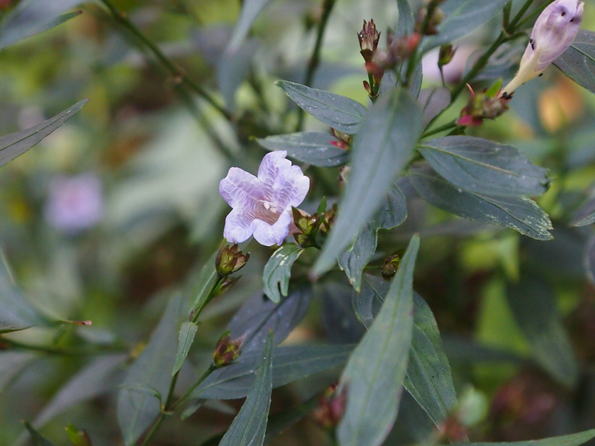Strobilanthes anisophylla