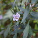 Strobilanthes anisophylla - Photo (c) Sunnetchan, μερικά δικαιώματα διατηρούνται (CC BY-NC-ND), uploaded by Sunnetchan
