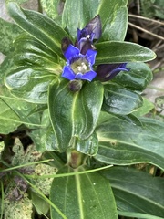 Gentiana cruciata cruciata