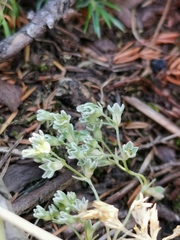 Scleranthus perennis