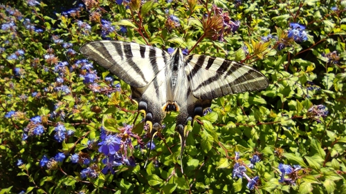 Iberian Scarce Swallowtail, Jerónimos, Madrid, España, photo 9 of 10