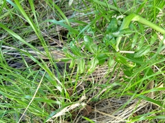 Cicuta virosa