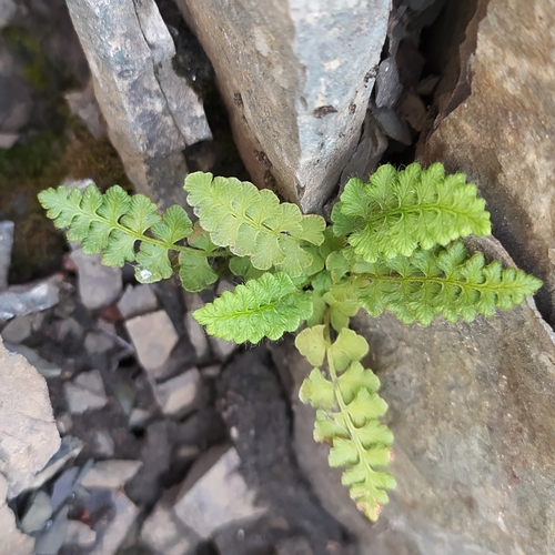 Alpine woodsia (Woodsia alpina)