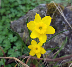 Narcissus