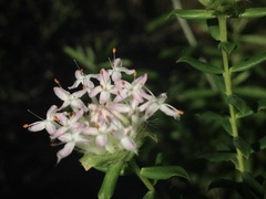 Pimelea hispida
