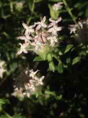 Pimelea hispida